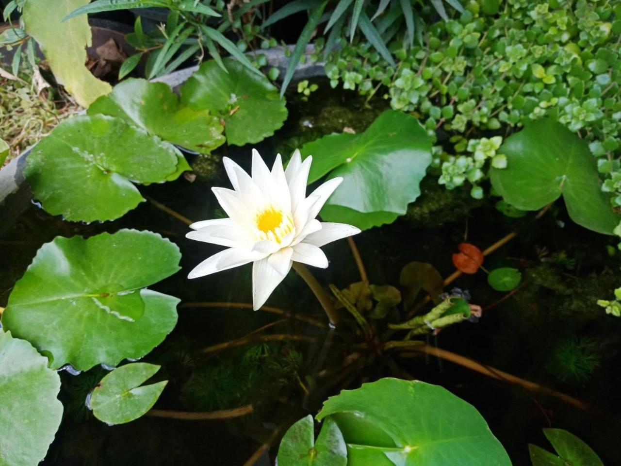 A Lanna Boutique House Hotel Chiang Mai Ngoại thất bức ảnh